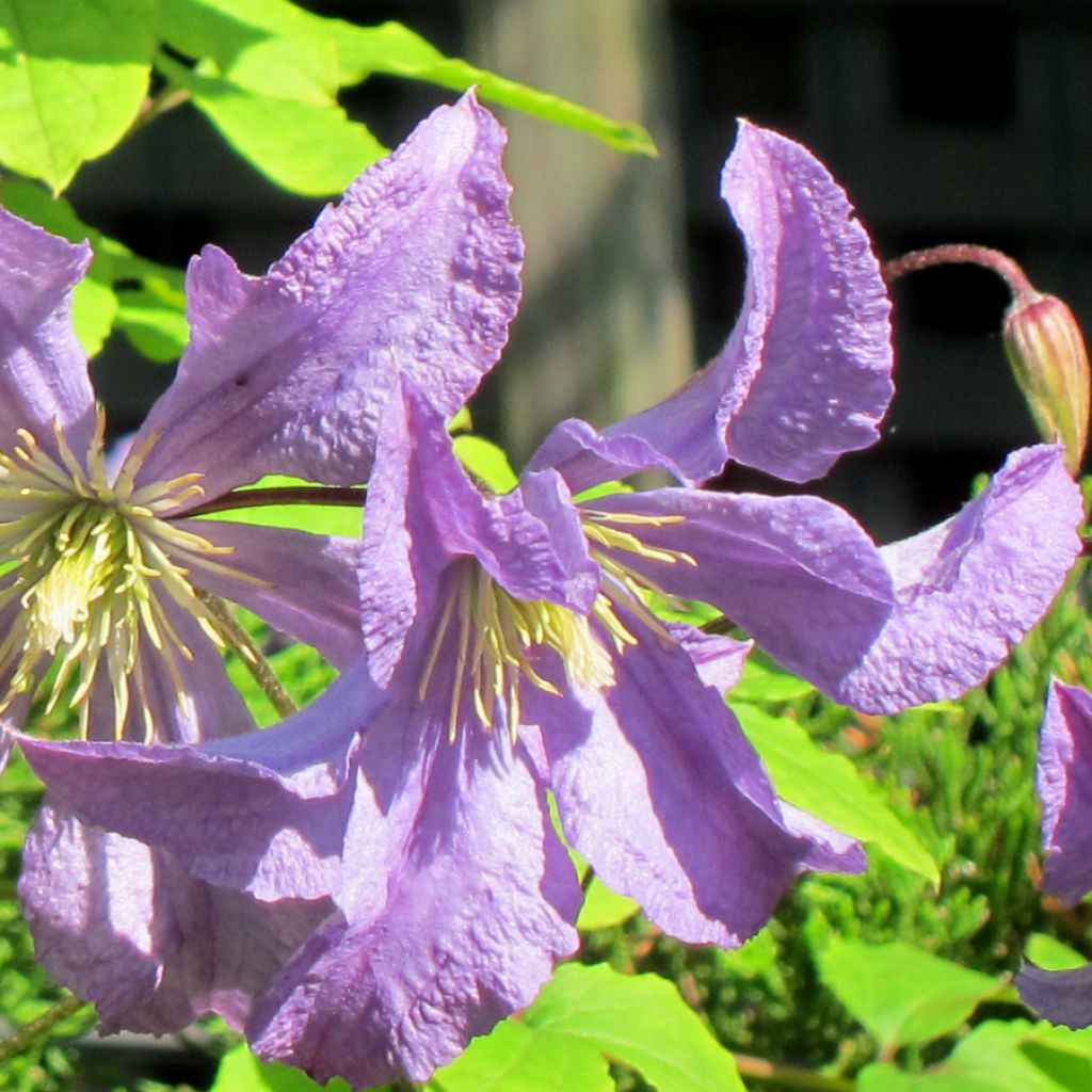 Clematis x viticella Prince Charles
