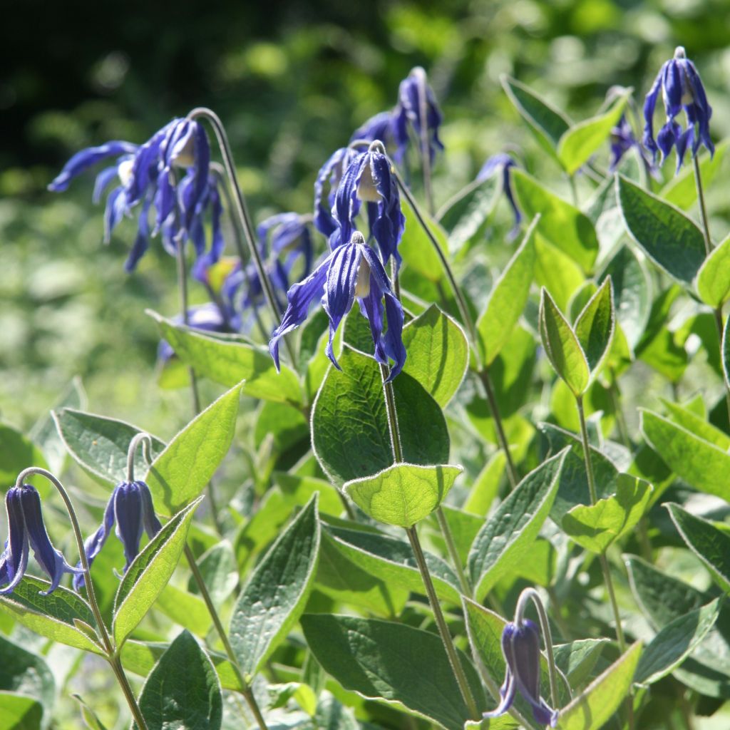 Clematis integrifolia - Herbaceous Clematis