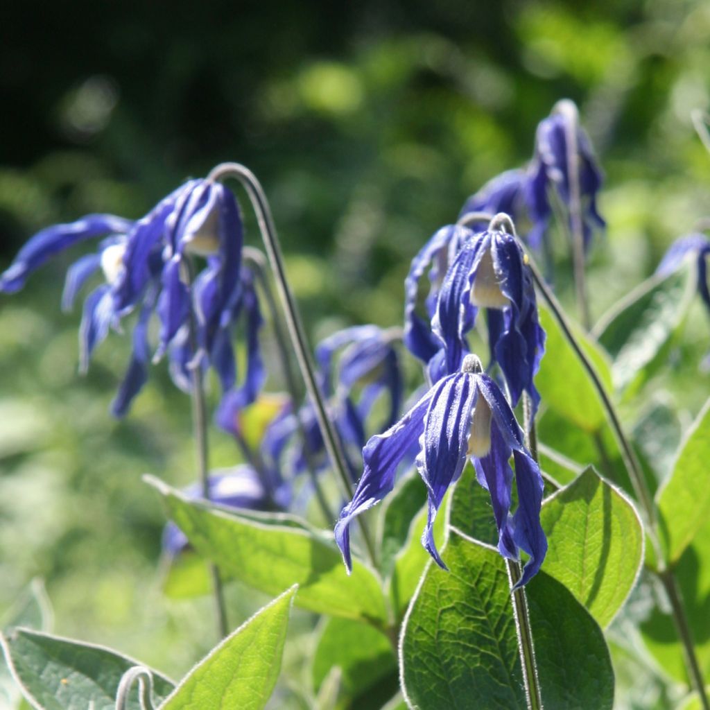 Clematis integrifolia - Herbaceous Clematis
