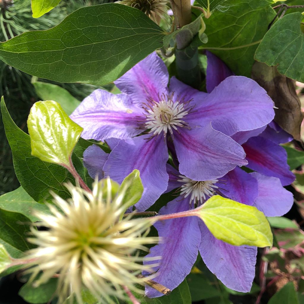 Clematis Etoile de Malicorne