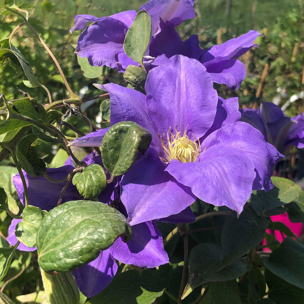 Clematis H. F. Young