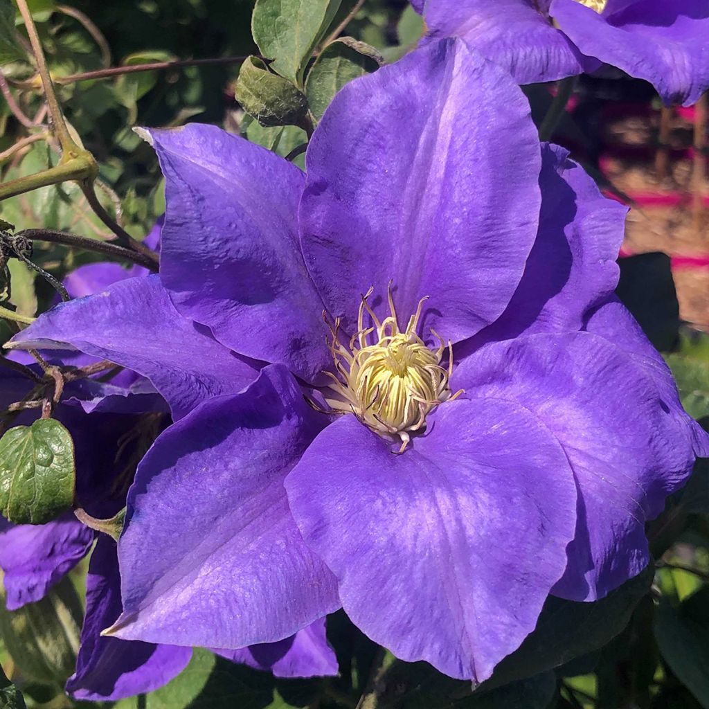 Clematis H. F. Young