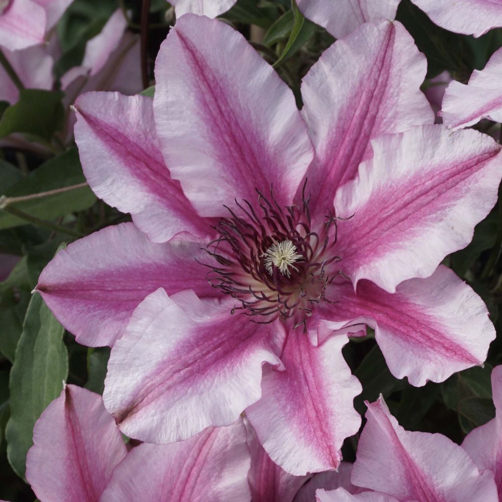 Clematis patens Isabella (Zo12220)