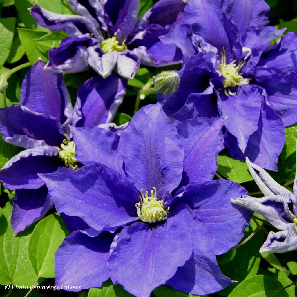 Clematis patens Kingfisher
