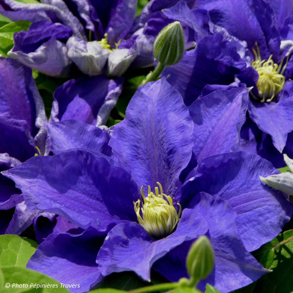 Clematis patens Kingfisher