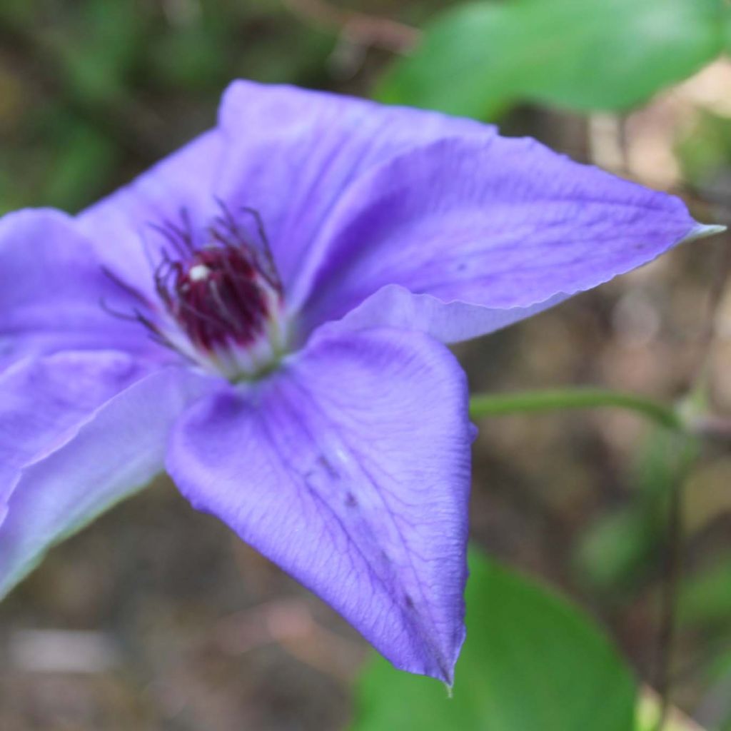 Clematis lanuginosa Lawsoniana