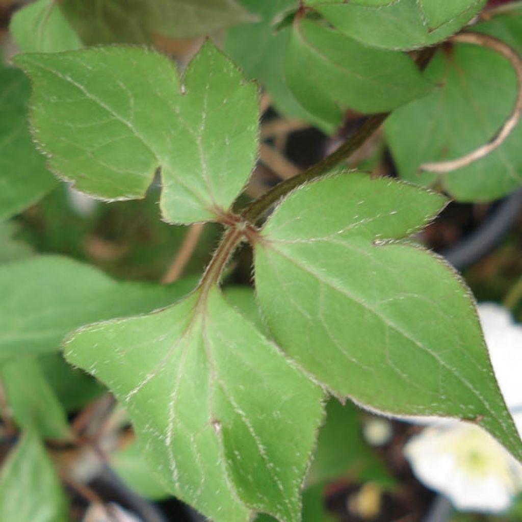 Clematis montana Giant Star