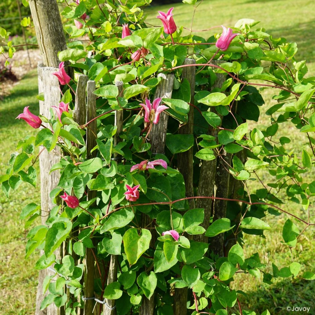 Clematis texensis Notre-Dame de Paris -  - Scarlet Leather Flower