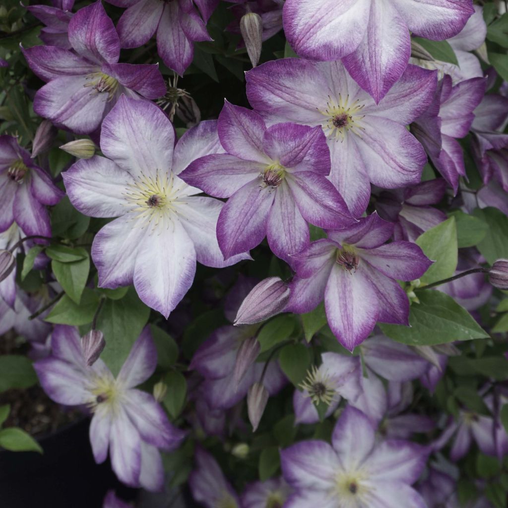 Clematis x viticella Pernille