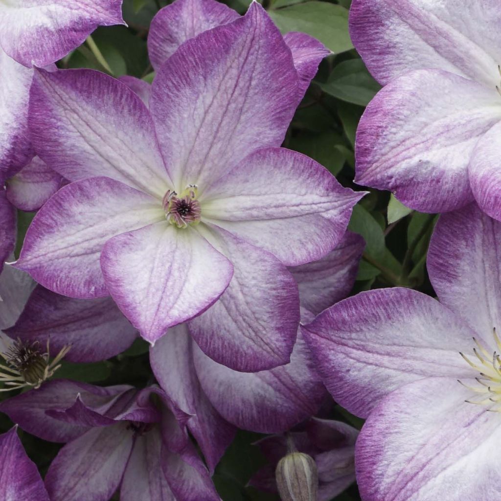 Clematis x viticella Pernille