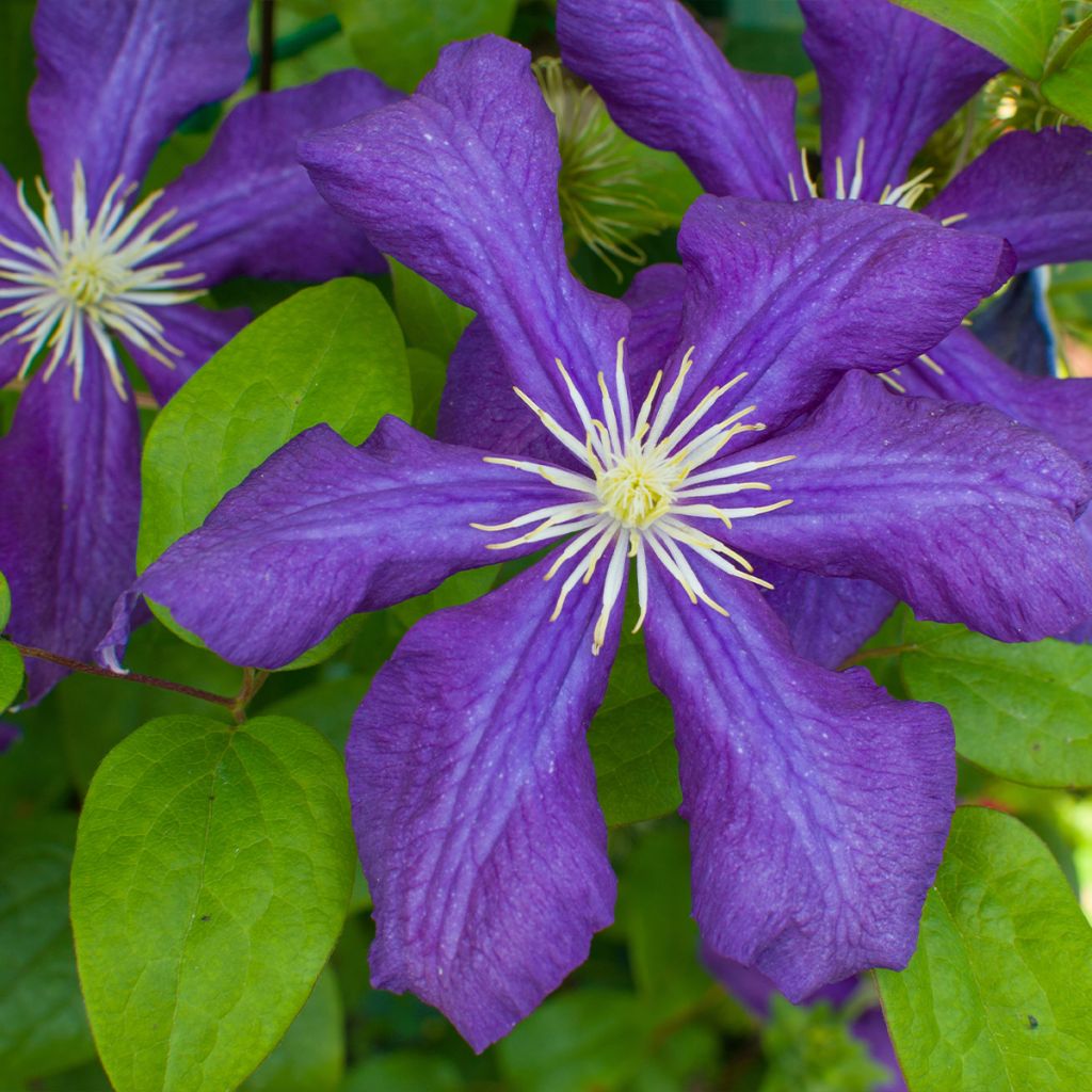 Clematis patens Rhapsody
