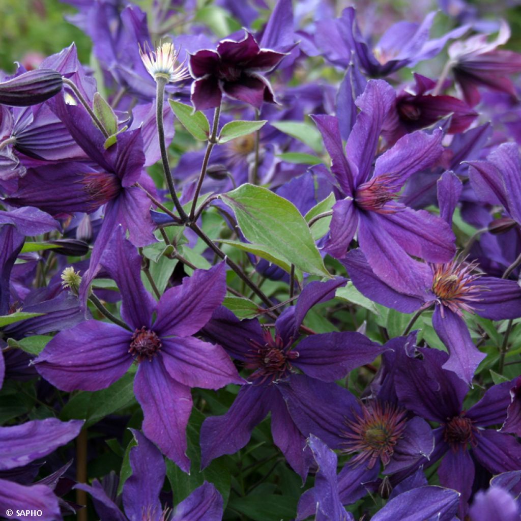 Clematis integrifolia 'Saphyra Violetta' - Clematis