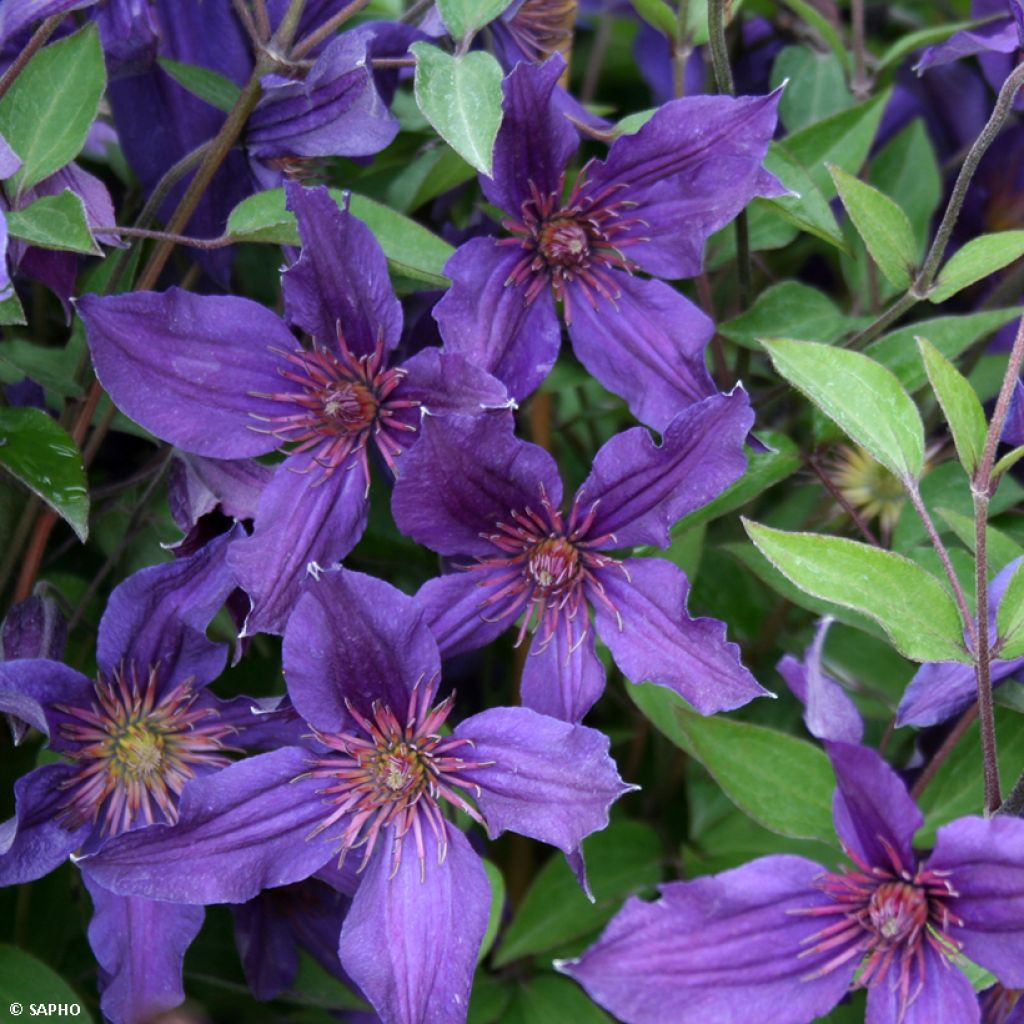 Clematis integrifolia 'Saphyra Violetta' - Clematis