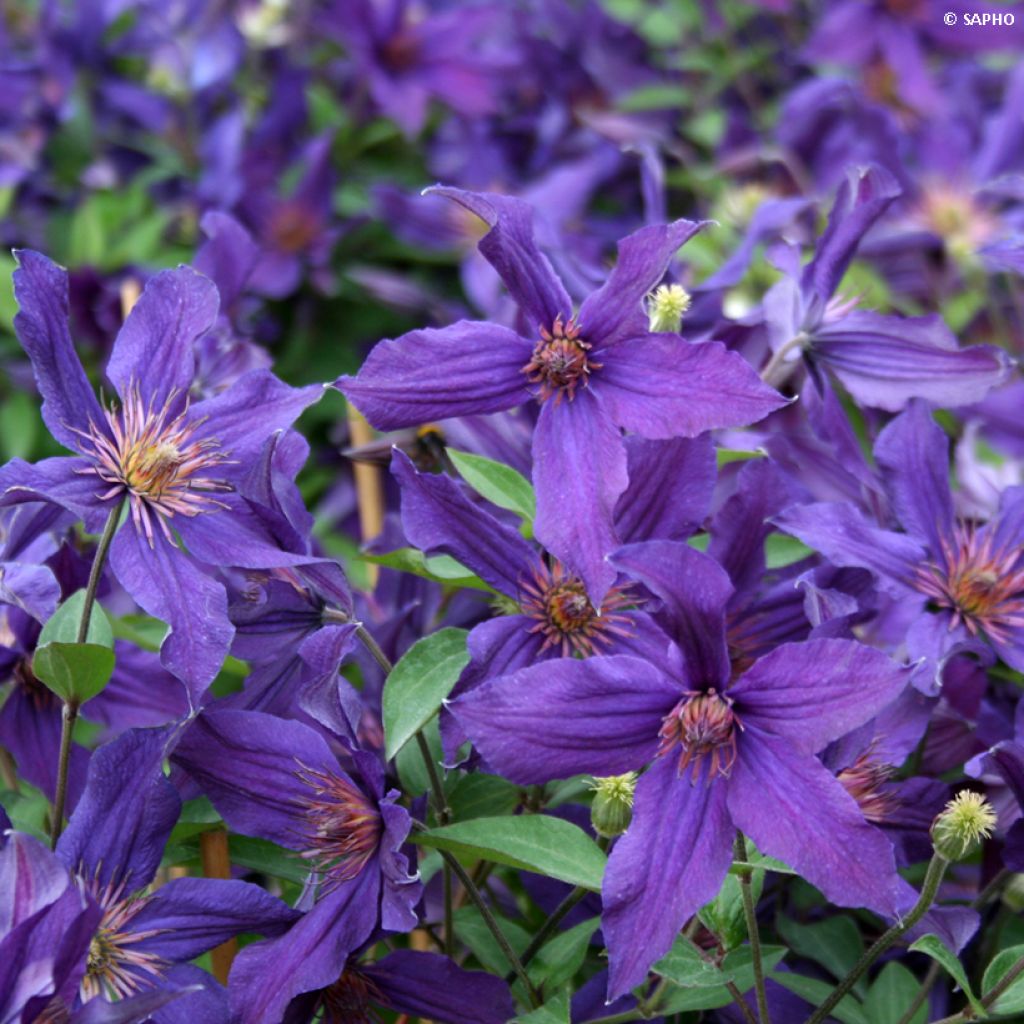 Clematis integrifolia 'Saphyra Violetta' - Clematis