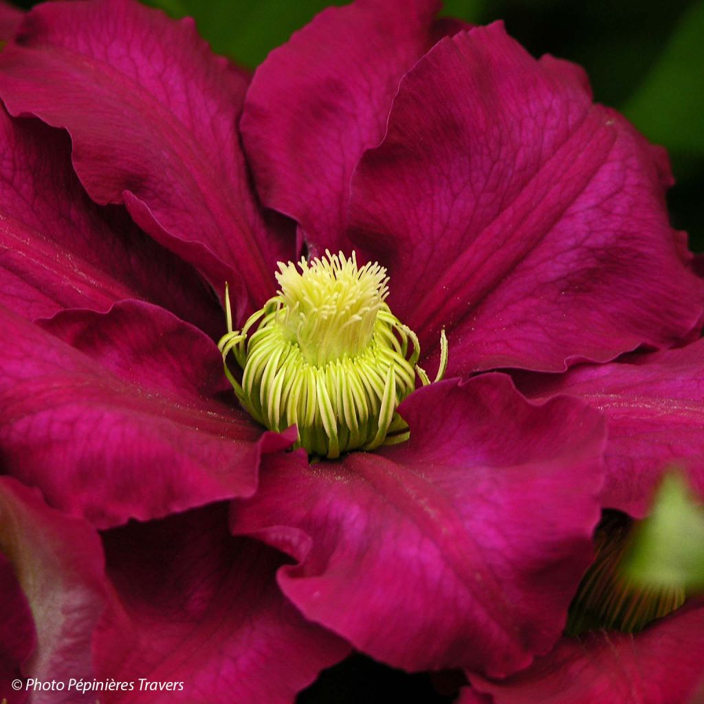 Clematis Success Magenta