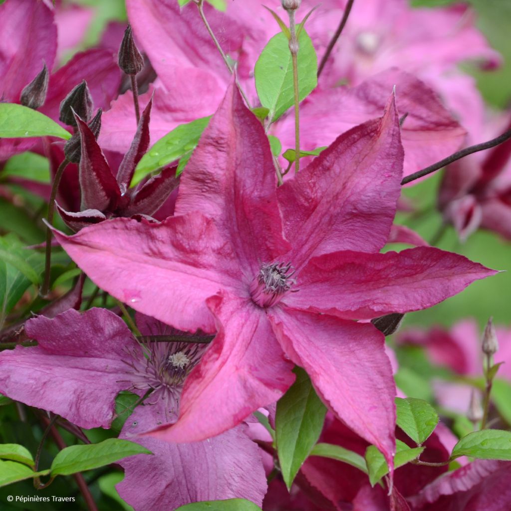 Clematis Saphyra Nancy 