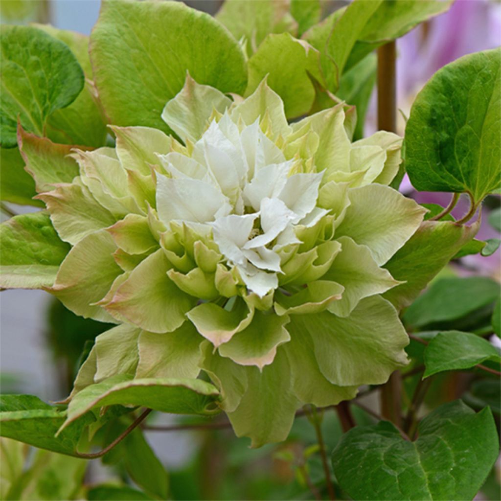 Clematis x patens Sen no Kaze