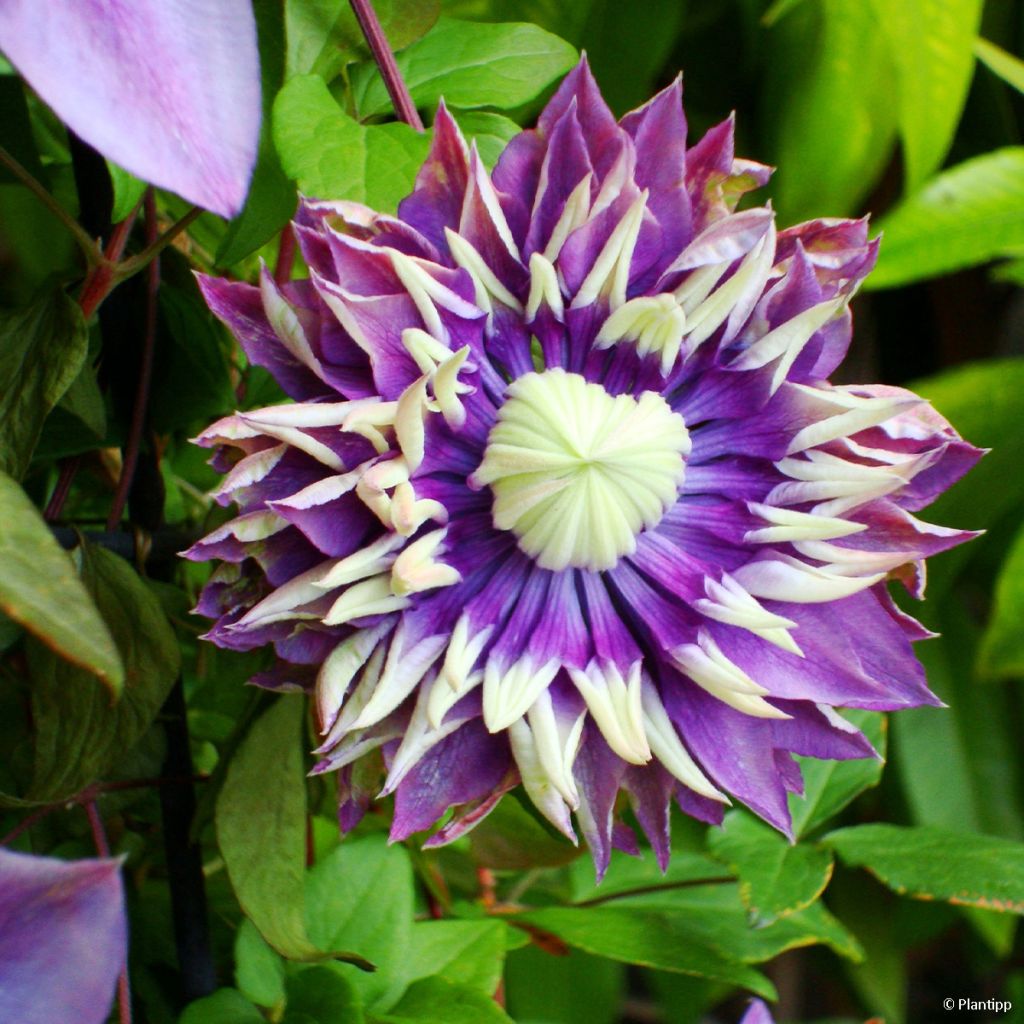Clematis Taiga