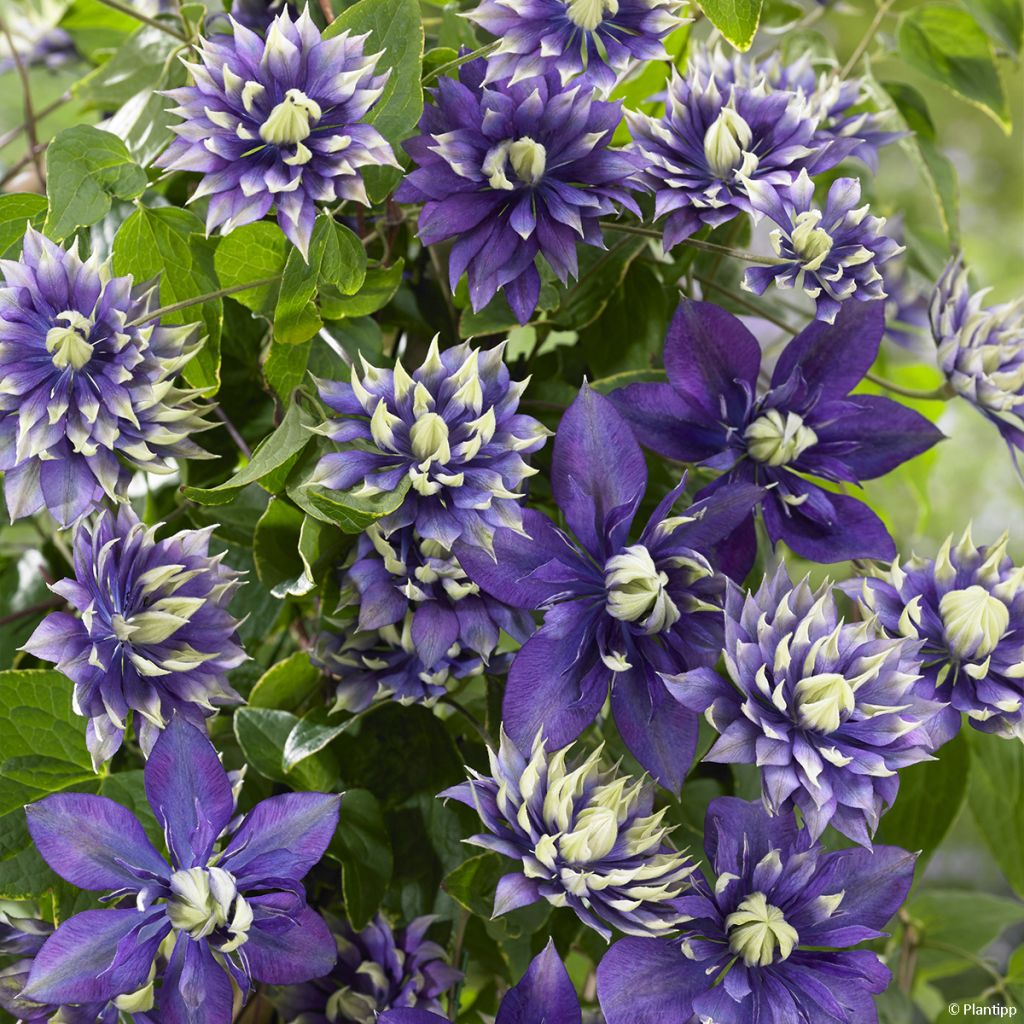Clematis Taiga