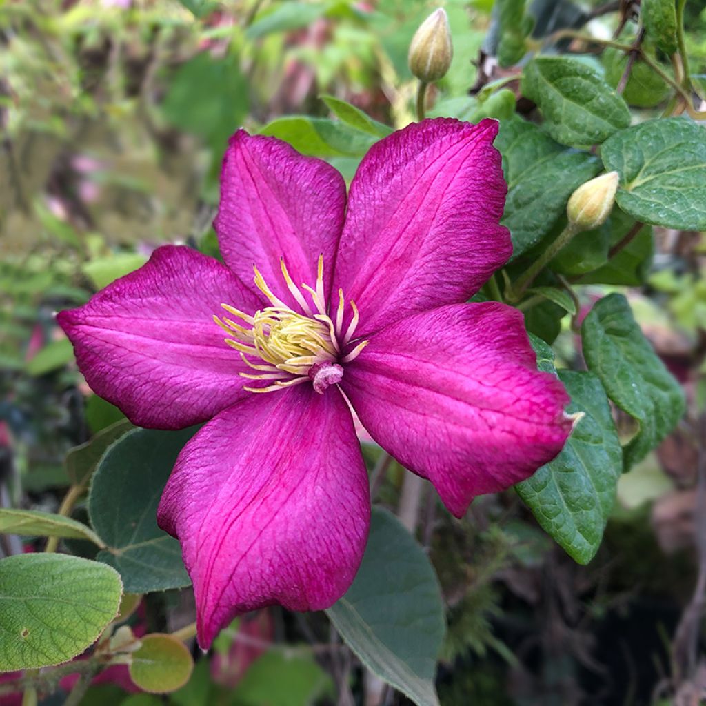Clematis x viticella 'Ville de Lyon'
