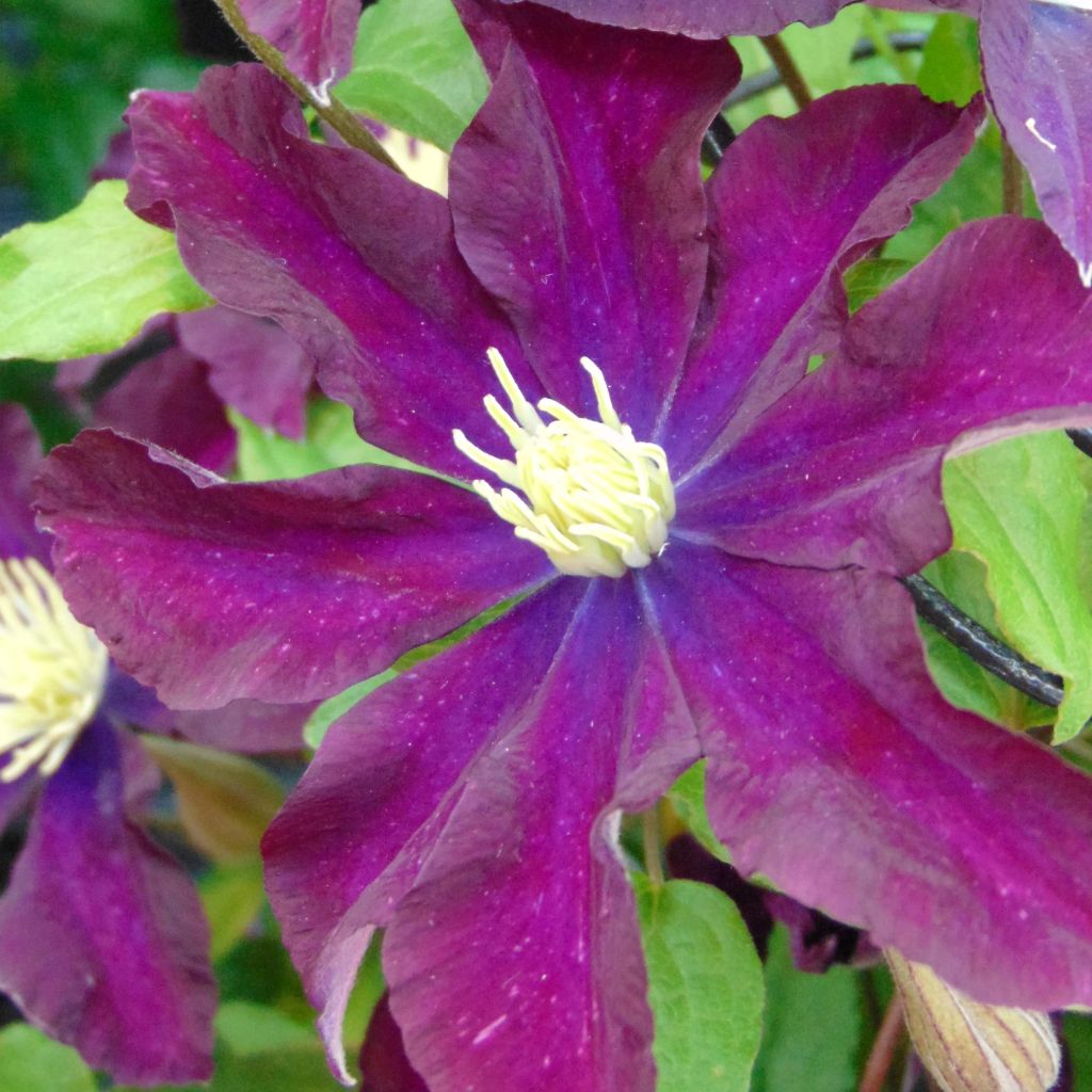 Clematis x jackmanii Warszawska Nike