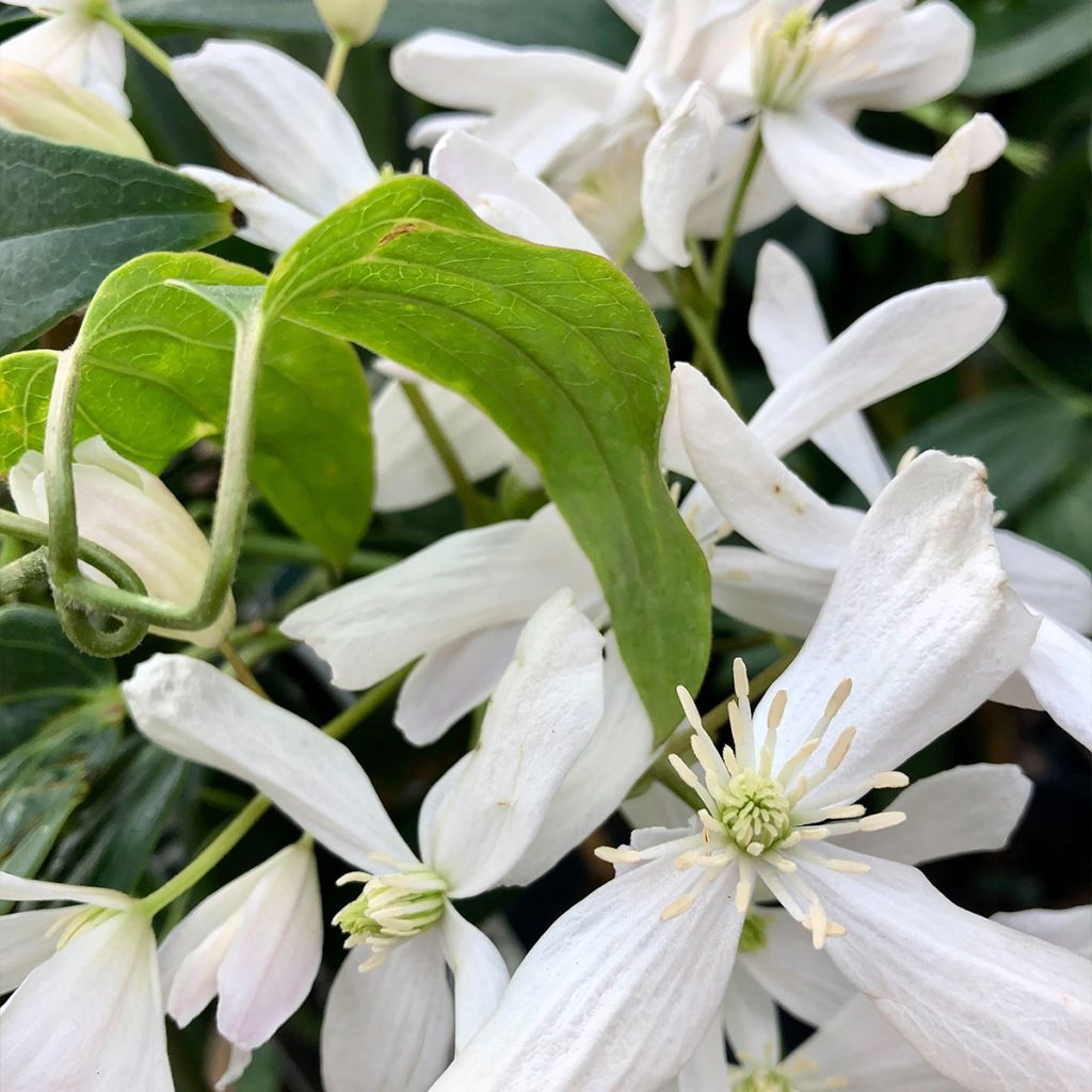 Clematis armandii - Evergreen Clematis