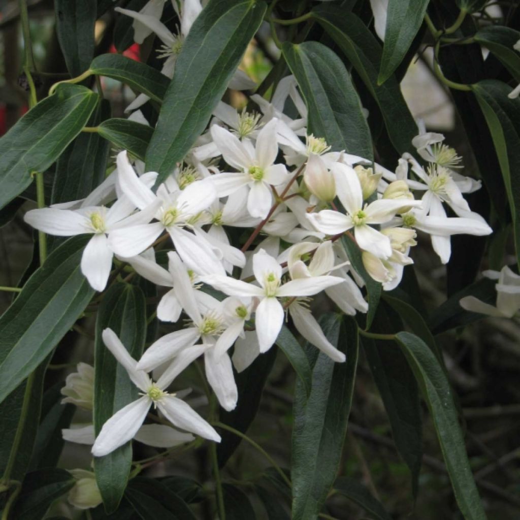 Clematis armandii - Evergreen Clematis