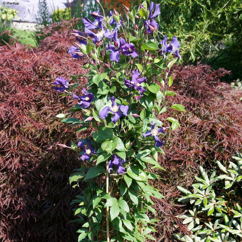 Clematis diversifolia Blue pirouette