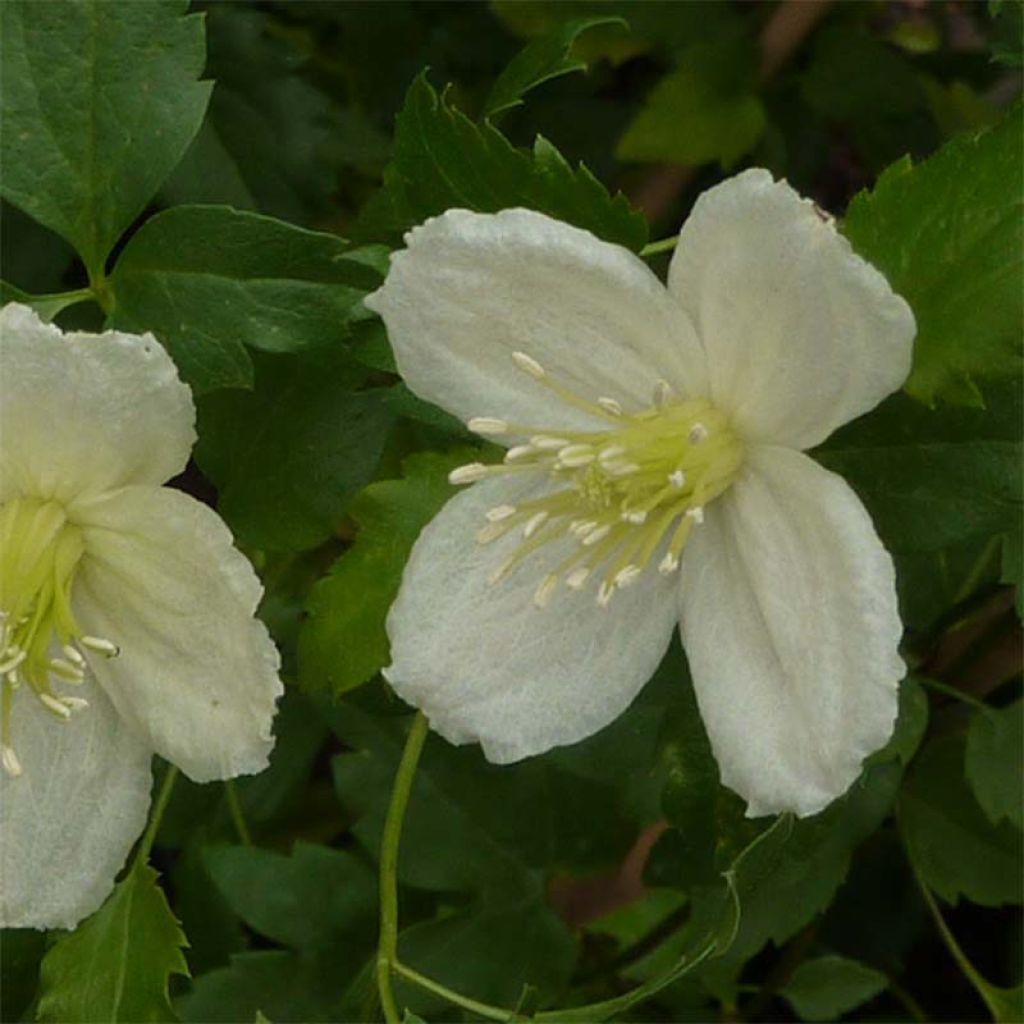 Clematis cirrhosa Wisley Cream