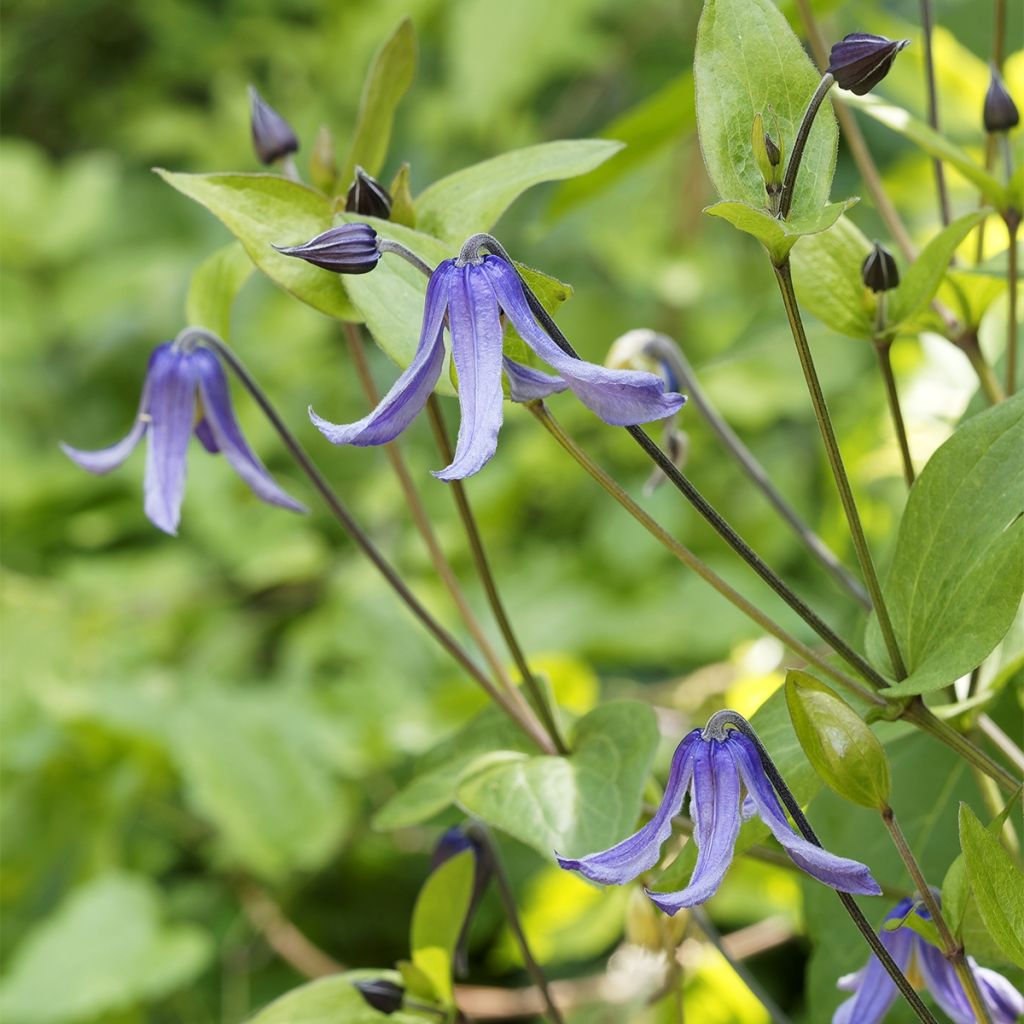 Clematis Blue Boy