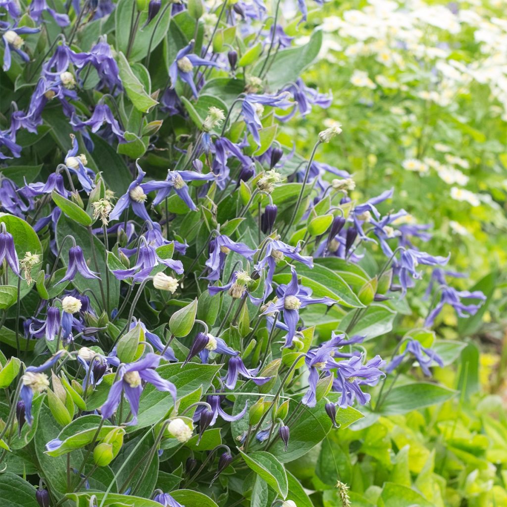 Clematis Blue Boy