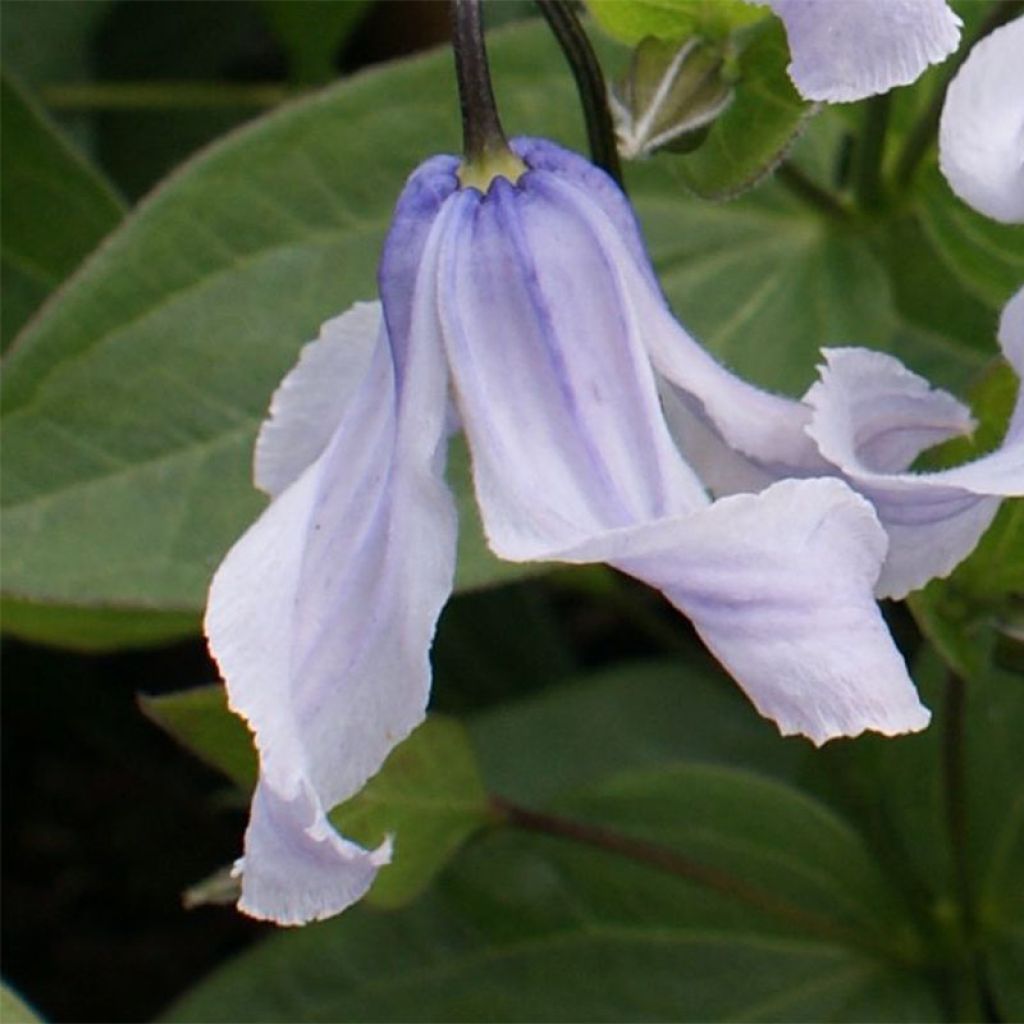 Clematis Twinkle