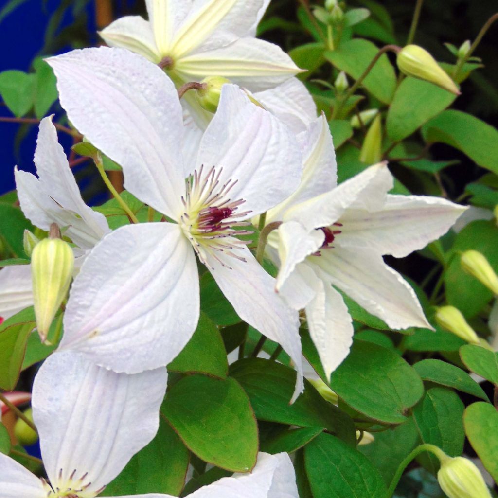 Clematis jackmanii Forever Friends  