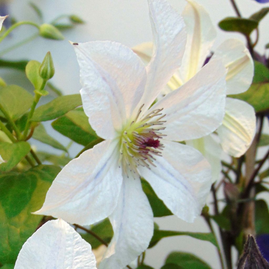 Clematis jackmanii Forever Friends  