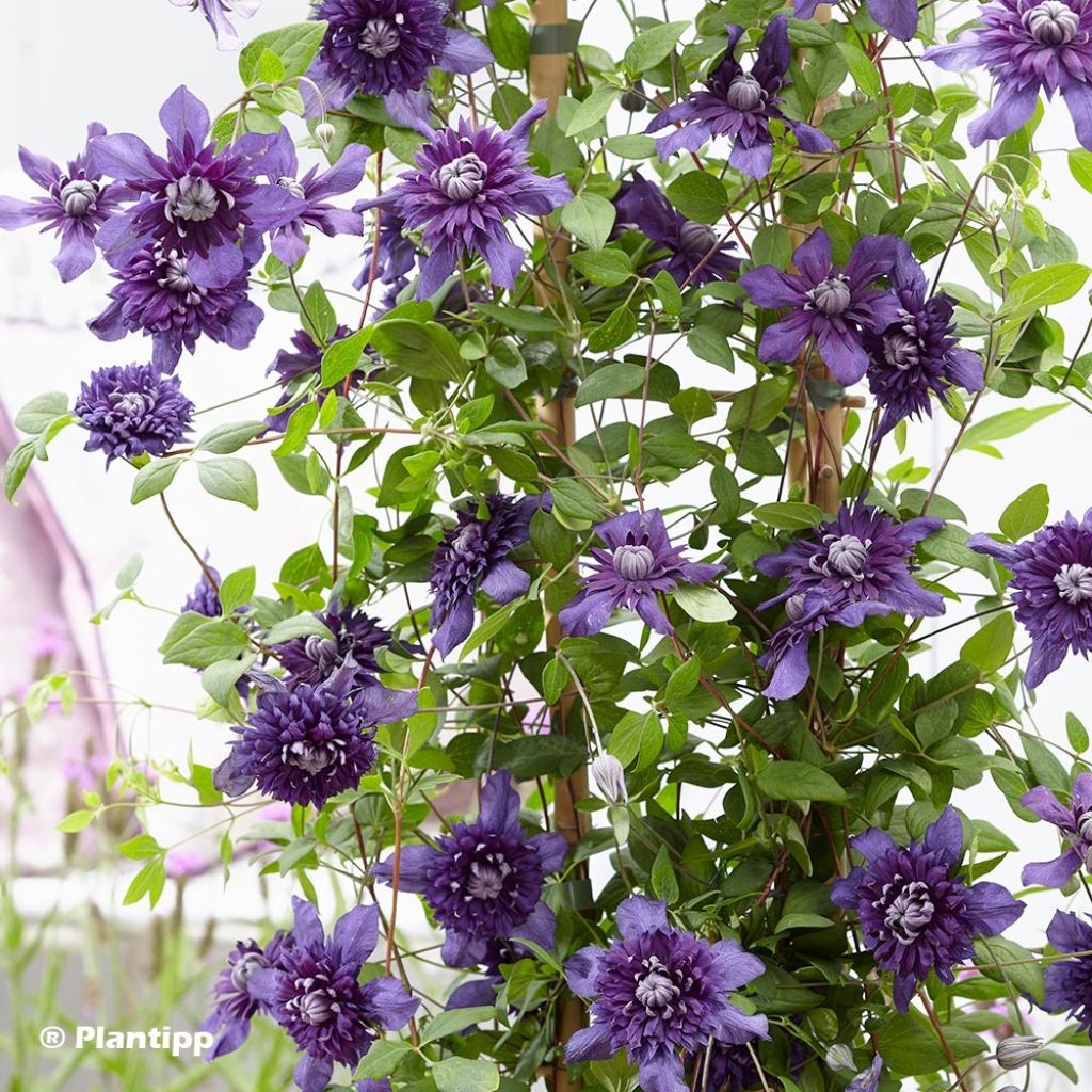 Clematis Kokonoe