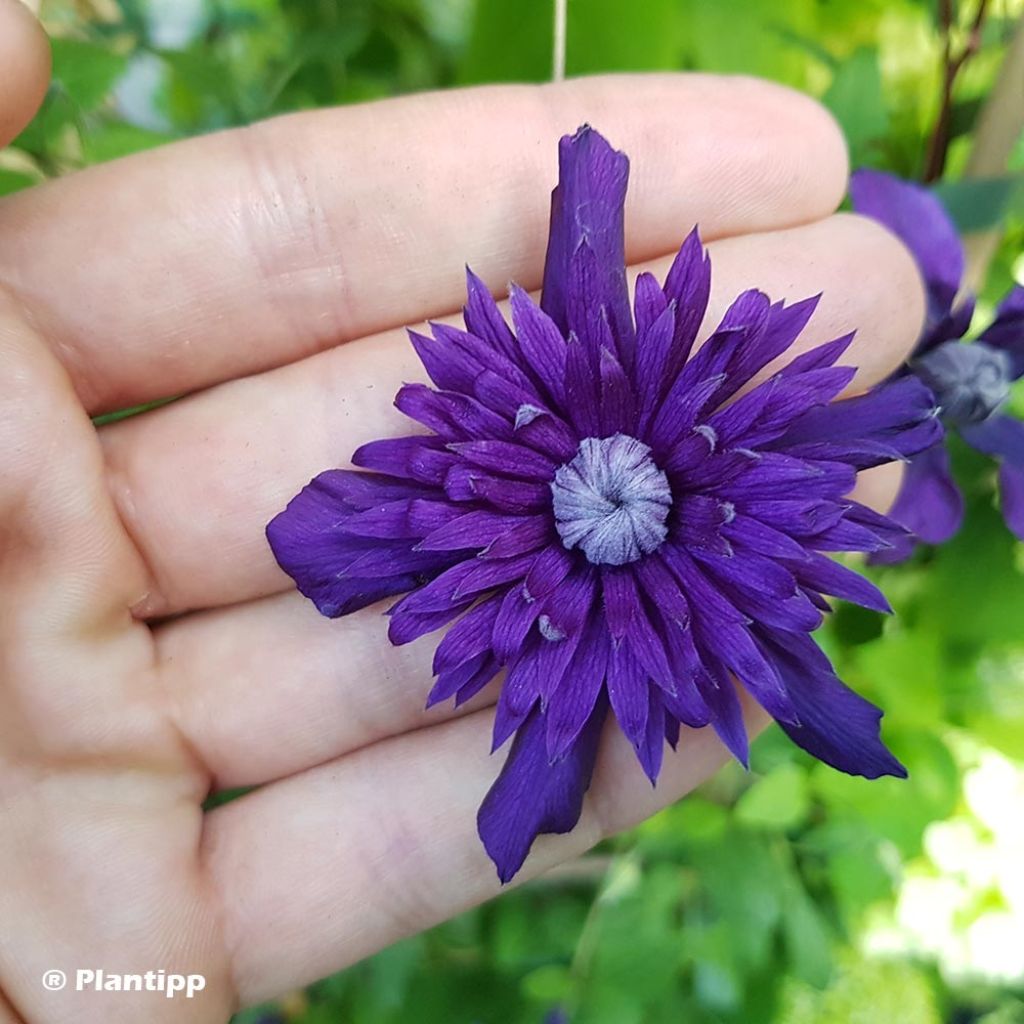 Clematis Kokonoe