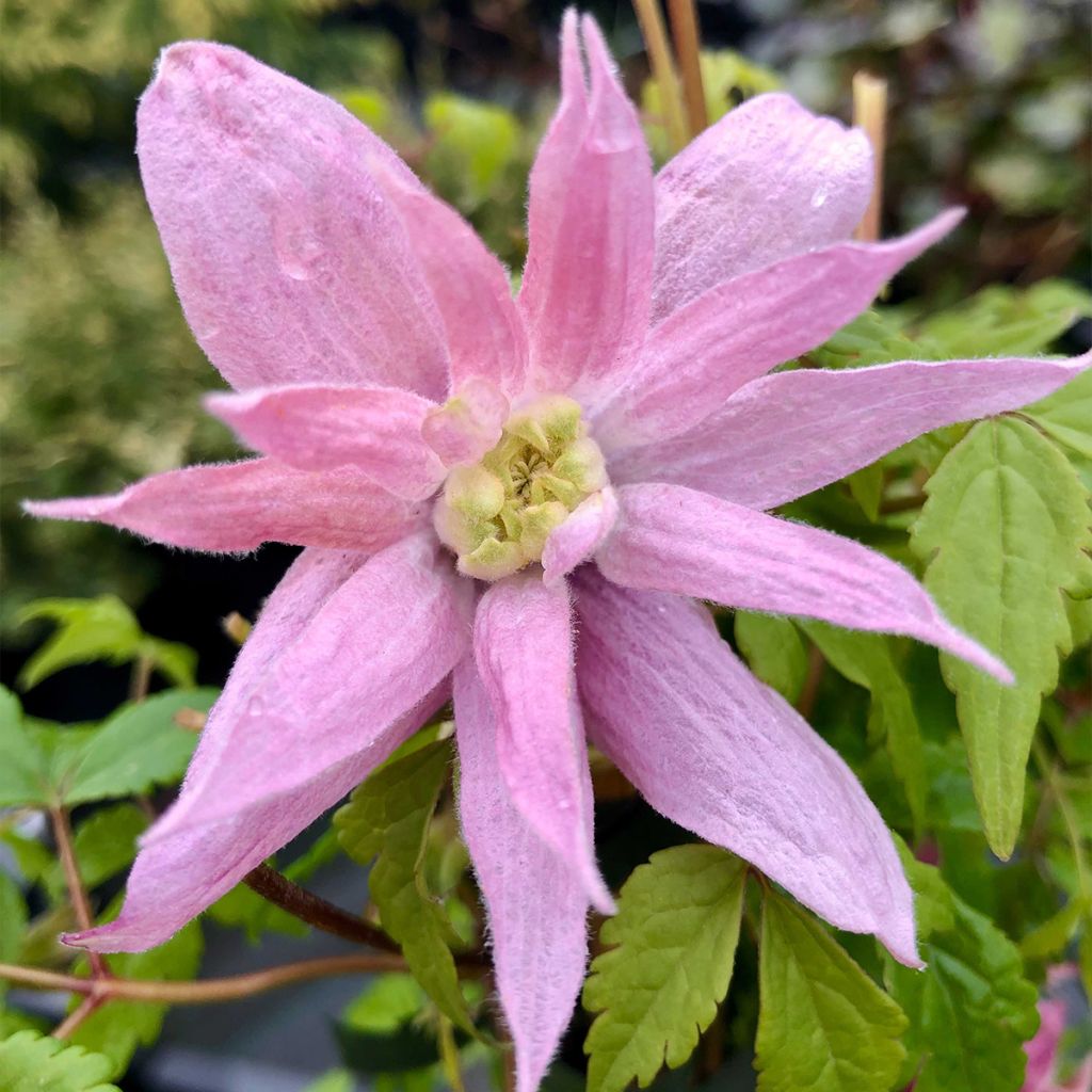 Clematis atragene macropetala Markham's Pink