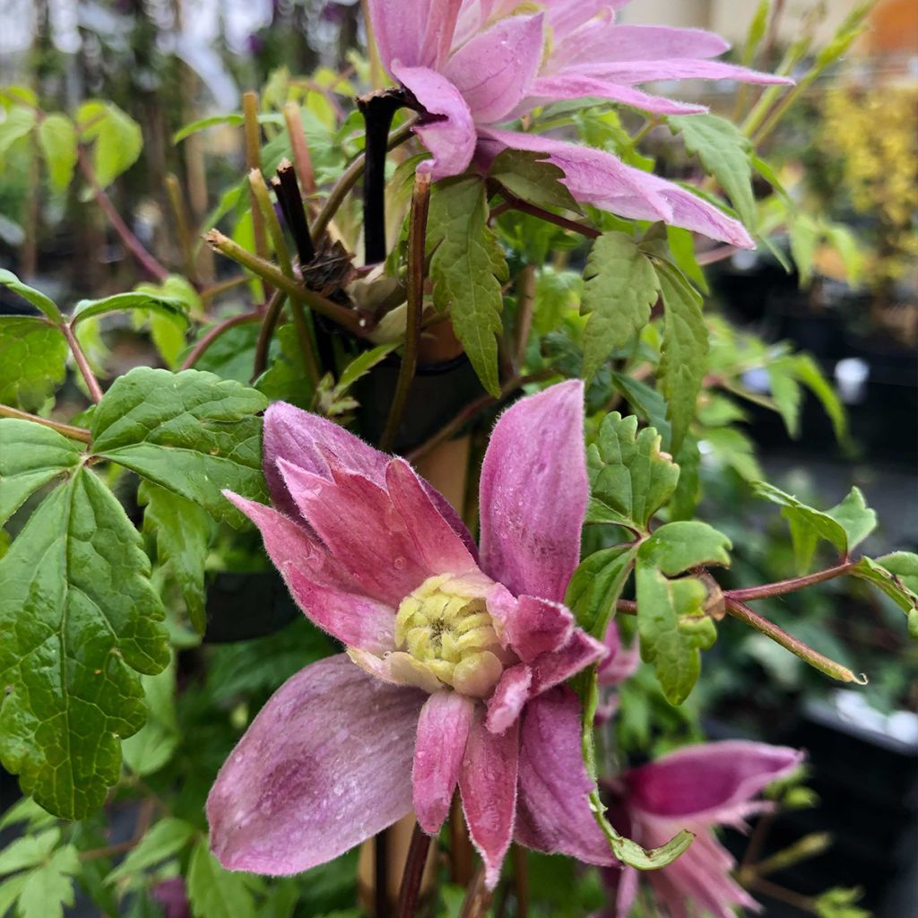 Clematis atragene macropetala Markham's Pink