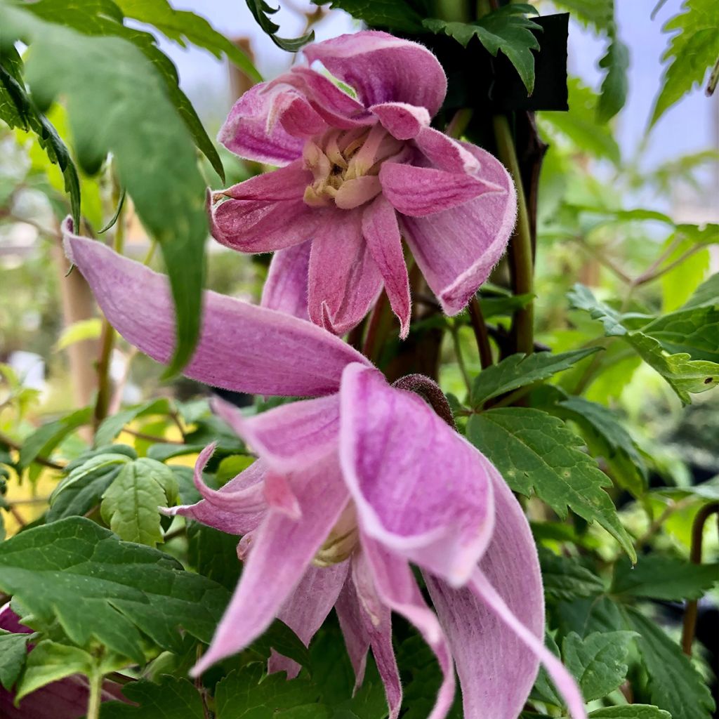 Clematis atragene macropetala Markham's Pink