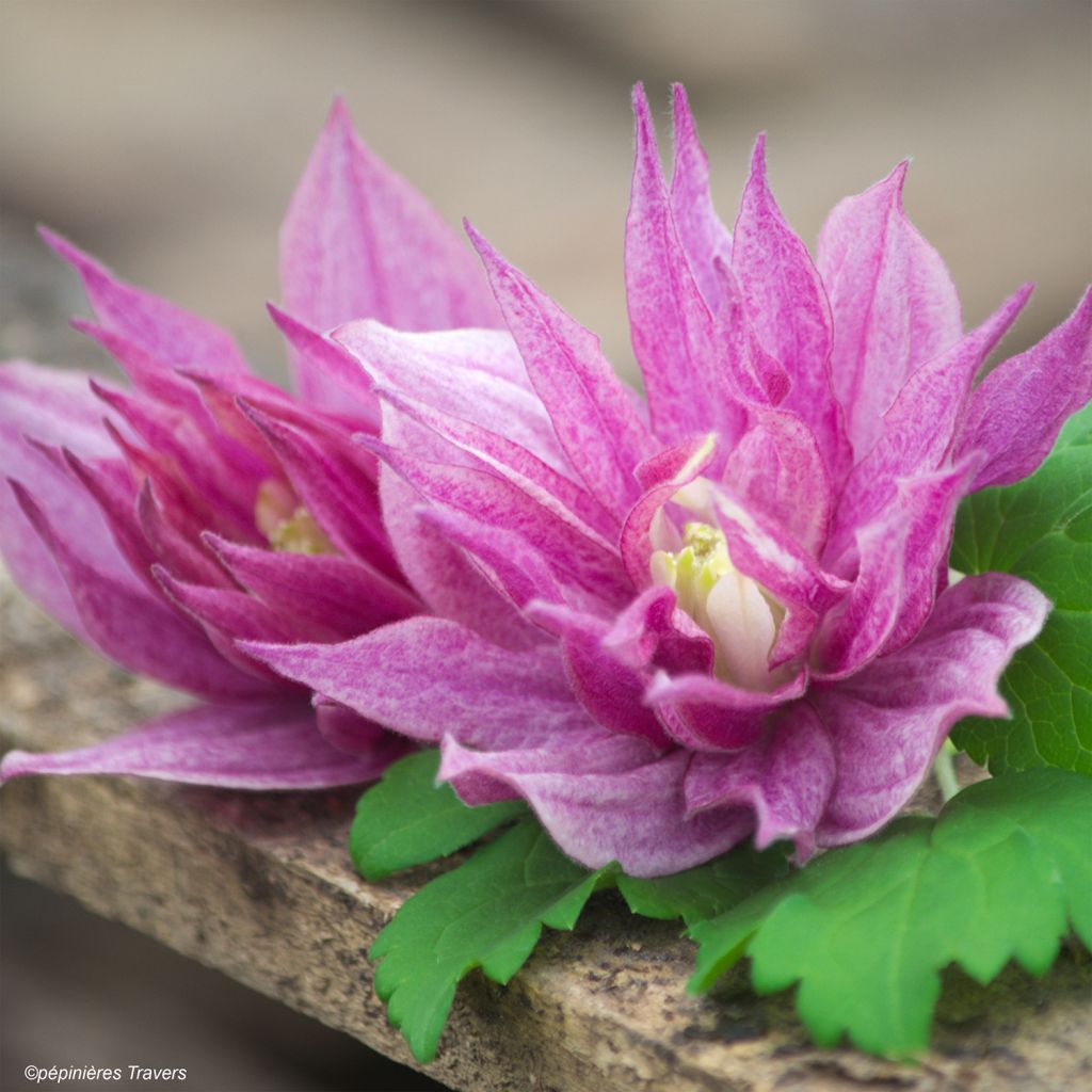 Clematis macropetala Purple Dream
