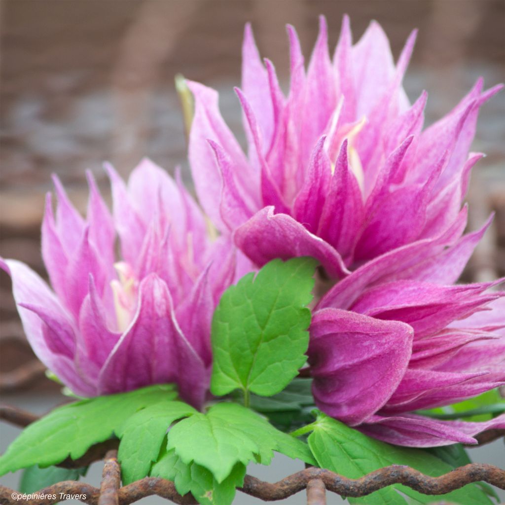 Clematis macropetala Purple Dream