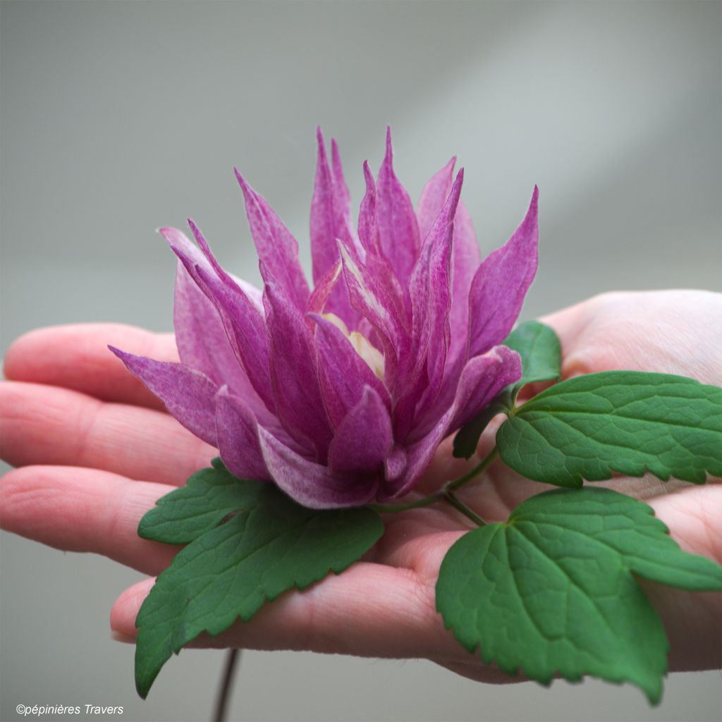 Clematis macropetala Purple Dream