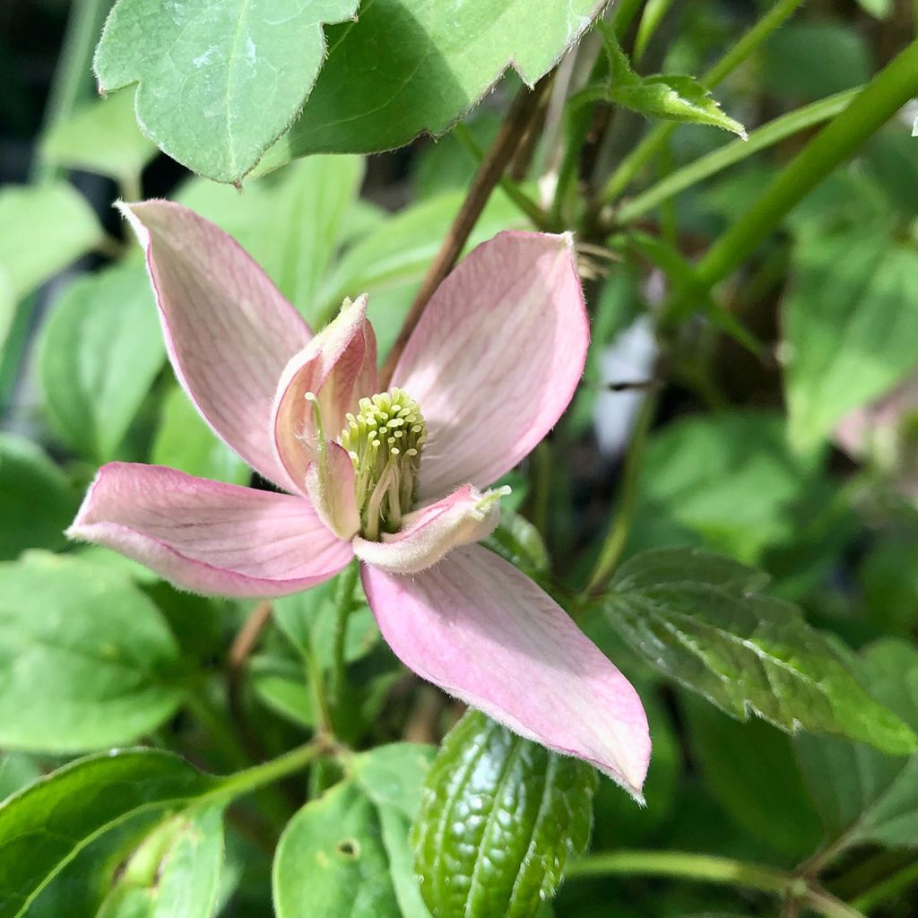 Clematis montana Broughton star