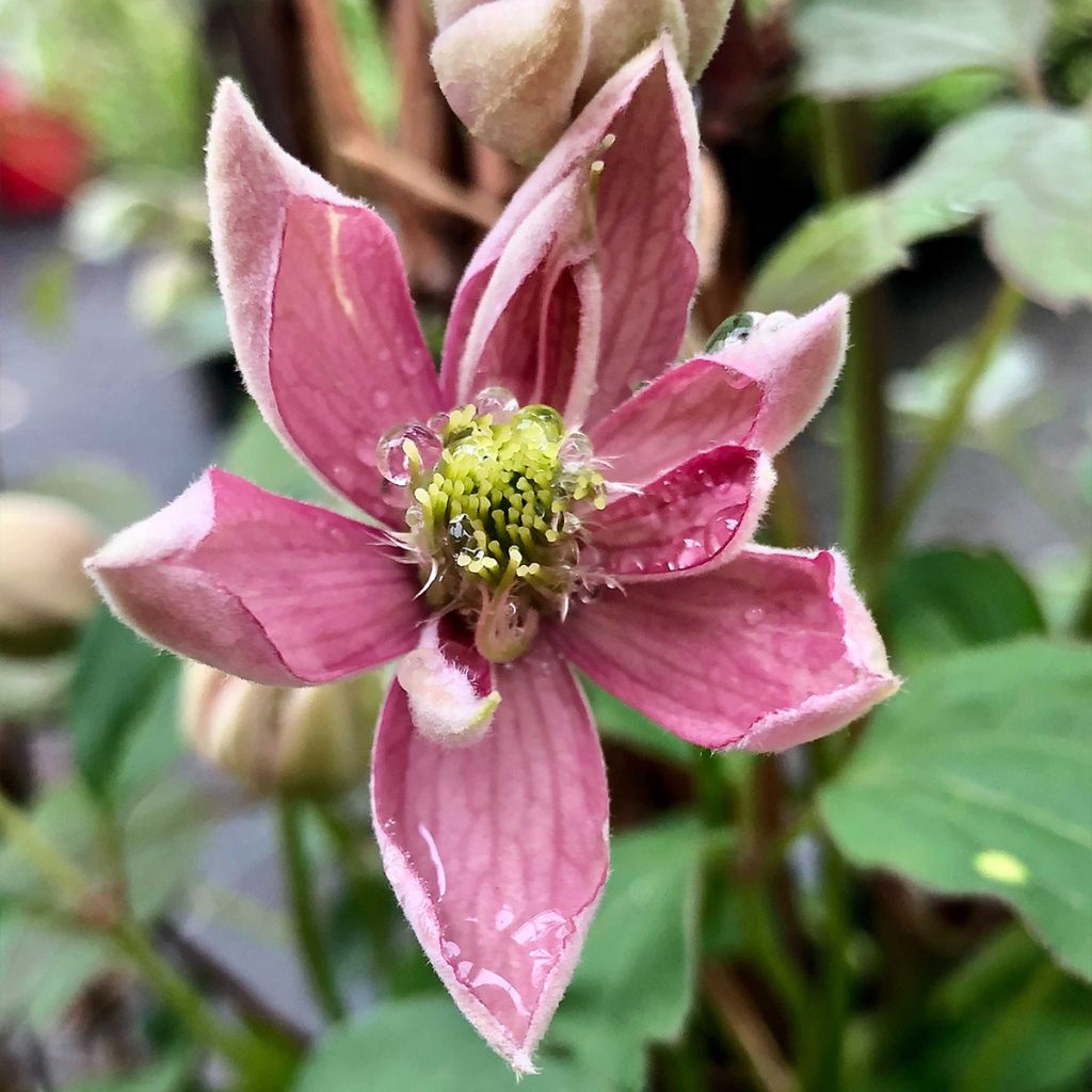 Clematis montana Broughton star