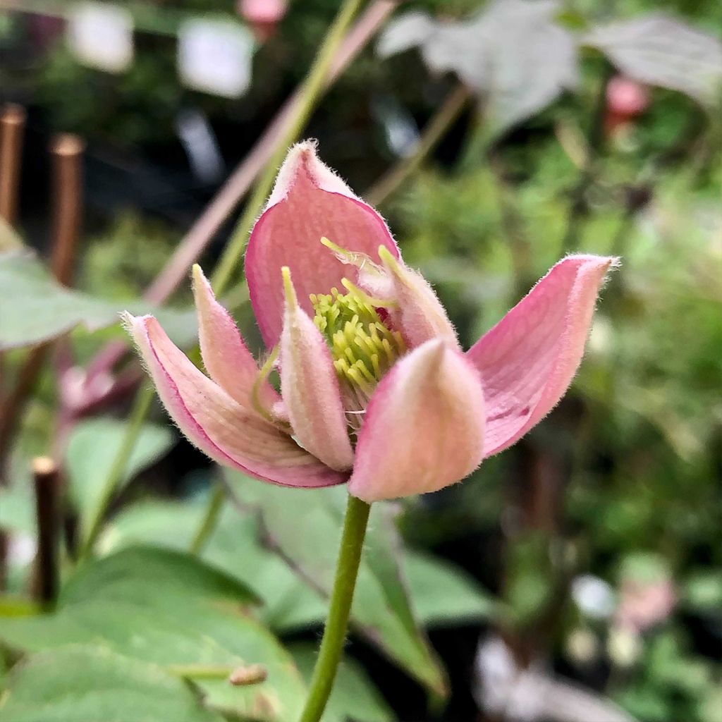 Clematis montana Broughton star