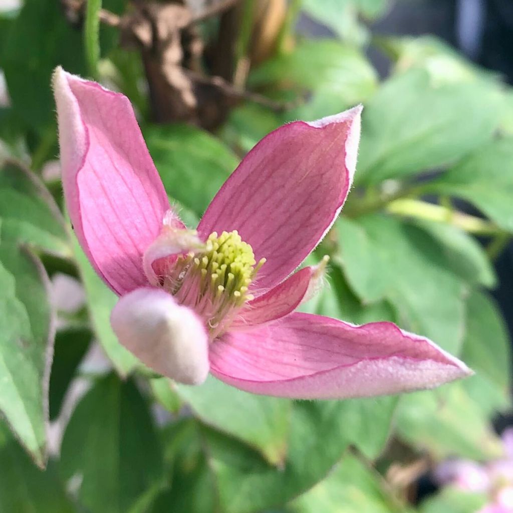 Clematis montana Broughton star