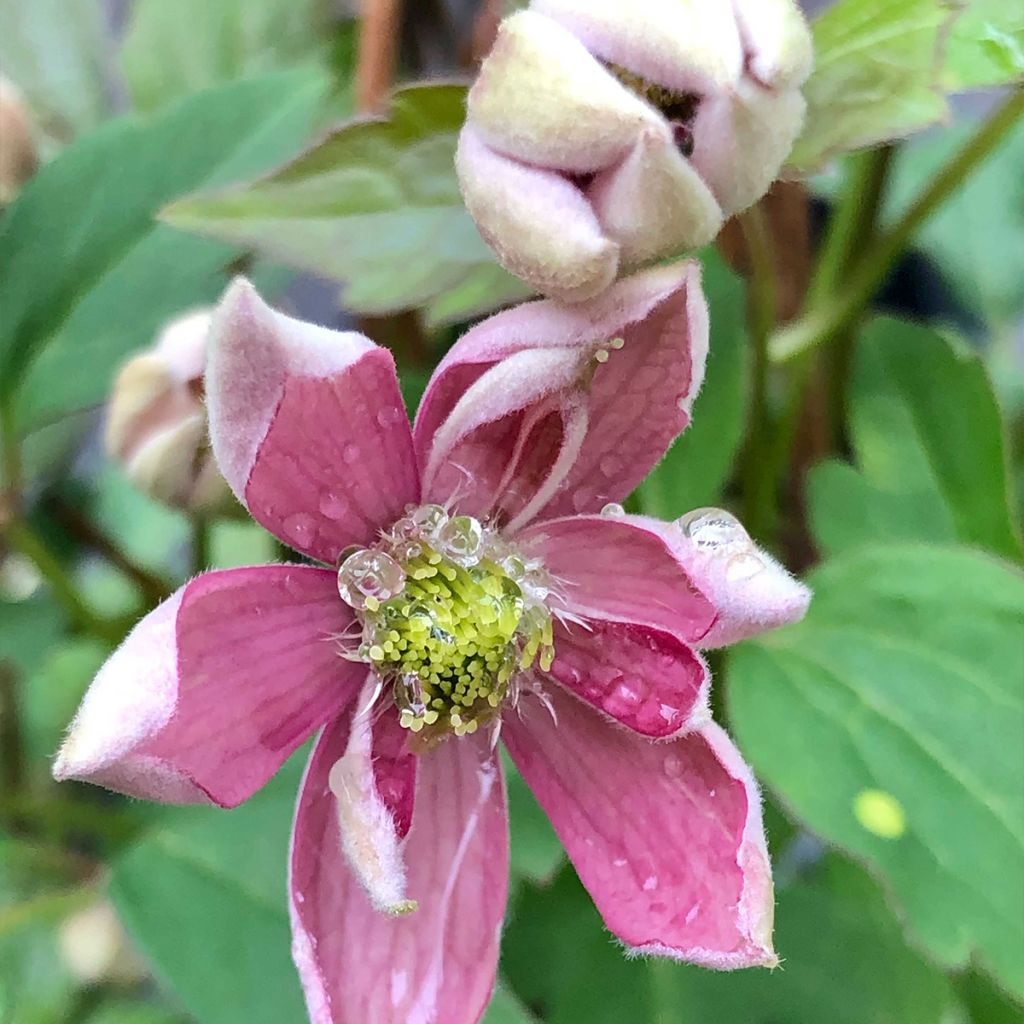 Clematis montana Broughton star