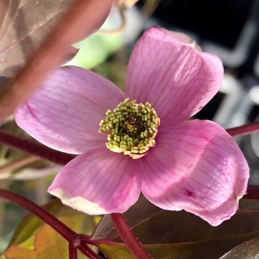 Clematis Elizabeth