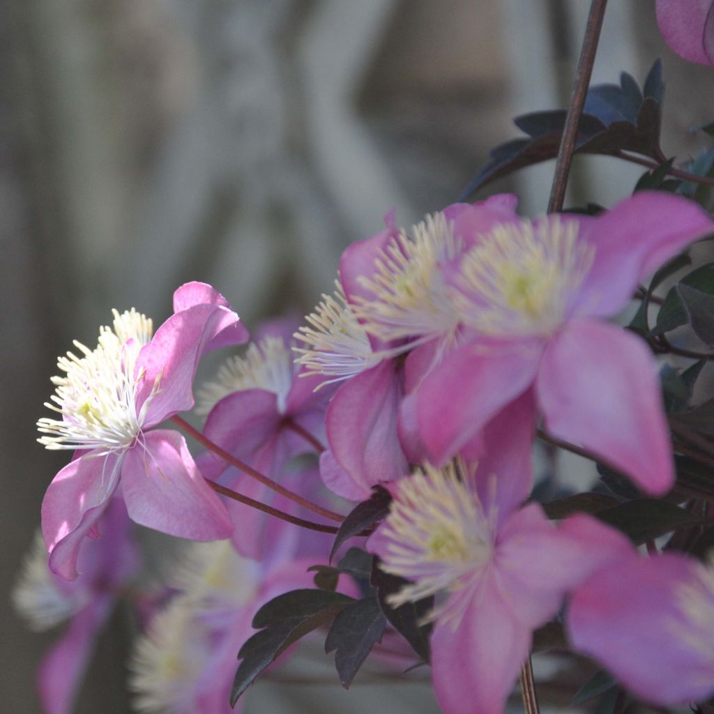 Clematis montana Freda