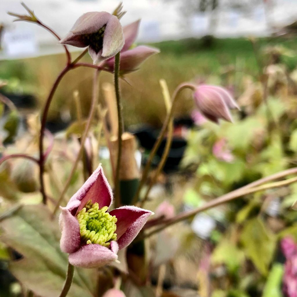 Clematis montana Freda